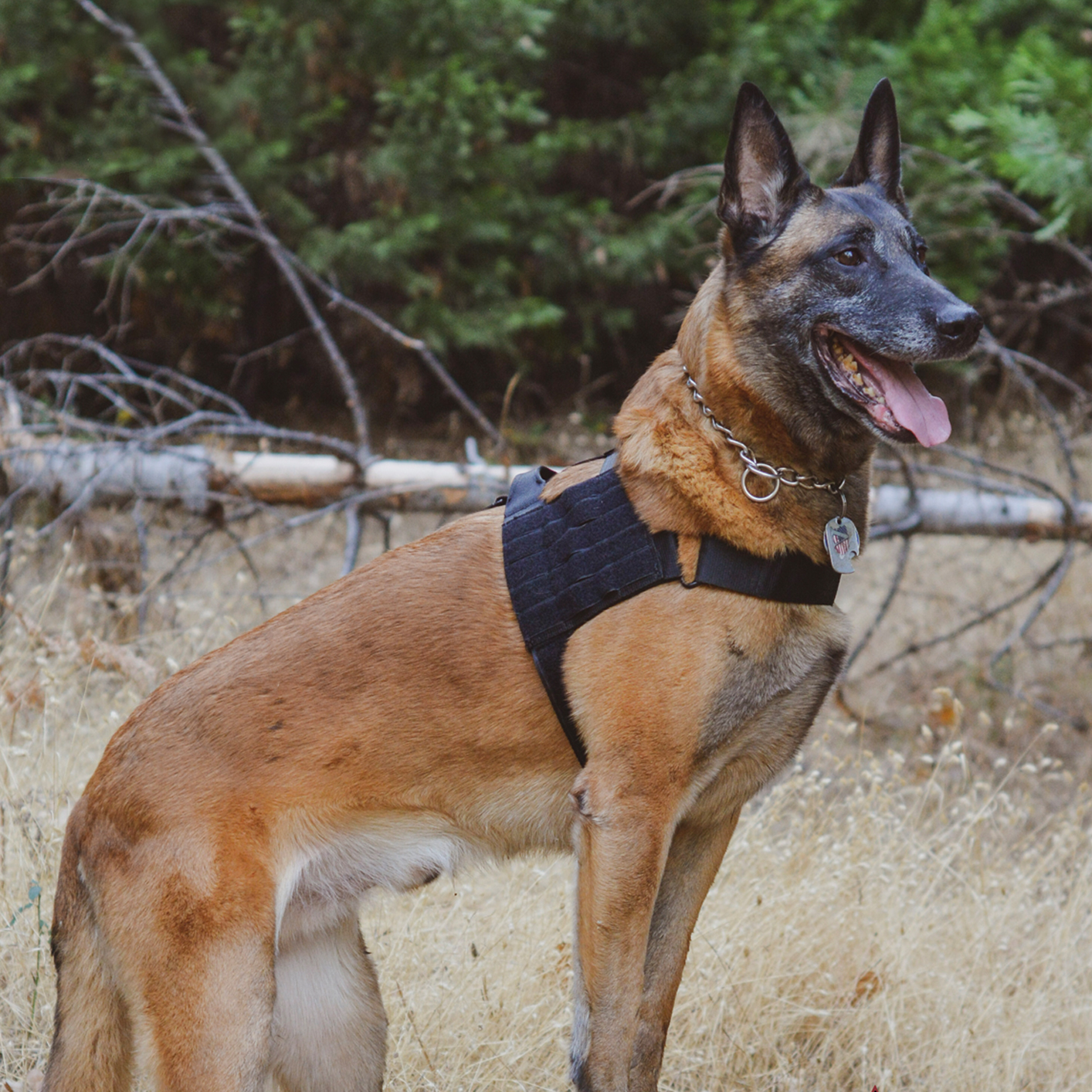 VOODOO TACTICAL K9 ALPHA DUTY HARNESS